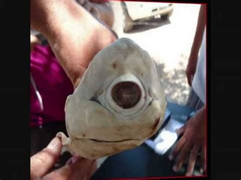 INCREDIBLE SHARK: Cyclops albino shark caught off Mexico.